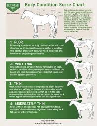 equine weight equine health horses health tips health