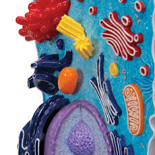 Amazon's choice for cell model. Animal Cell Model Animal Cell Teaching Model Plastic Animal Cell Biology Teaching Models