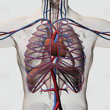Anatomy rib cage with heart. Diagram Diagram Of Chest Heart Full Version Hd Quality Chest Heart Ritualdiagrams Itfpontederadevitalia It