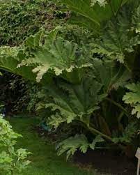 Maybe you would like to learn more about one of these? Big Leaved Perennials Shade Plants Big Leaf Plants Large Leaf Plants