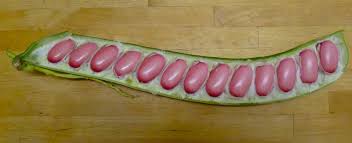 Image result for Canavalia gladiata