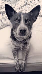 Black And White Spotted Blue Heeler Pin On Puppies
