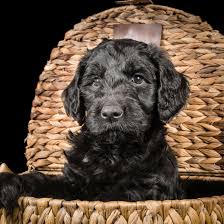 We guarantee our labradoodle puppies 2 years. 1 Labradoodle Puppies For Sale In Michigan Uptown