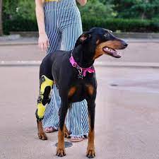 Ortho dog acl brace reviews. Custom Dog Knee Brace Ccl Acl Stifle Rear Leg Dog Brace Animal Ortho Care