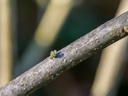Wässern sie diesen gut und geben sie maximal einen halben teelöffel blaukorn, für mehrere jahre alte bäume, dem gießwasser hinzu. Olivenbaum Schneiden Schritt Fur Schritt Schneide Anleitung