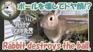 rabbit destroys the ball ウサギ ドヤ顔 ドヤ