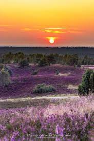 Abhängig vom wetter und den temperaturen können sich diese termine natürlich auch etwas verschieben. Die Heide Bluht Foto Bild Landschaft Heide Natur Und Landschaft Bilder Auf Fotocommunity