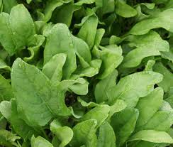 Image result for Spinacia oleracea
