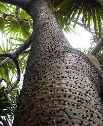 Image result for Pandanus sp. B