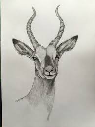 Antelope Drawing Art Blackandwhite Pencil Animal Sketches Pencil Drawings Of Animals Art