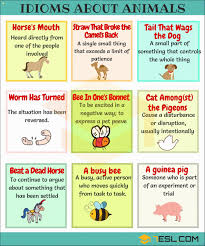 Animal Idioms In 2020 Idioms English Idioms Idioms And Phrases
