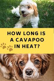 How Long Is A Cavapoo In Heat Important Info Labradoodle Home