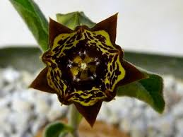 Image result for Ceropegia buchananii
