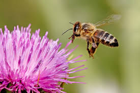 How to get rid of bees quick and easy. Bee Symbolism Dreams And Messages Spirit Animal Totems