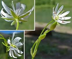 Image result for Stellaria