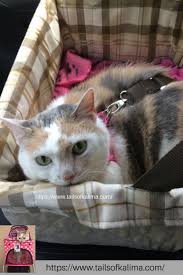 Cat Car Travel Tips Tails Of Kali Ma Cats Therapy Cat Pet Booster Seat