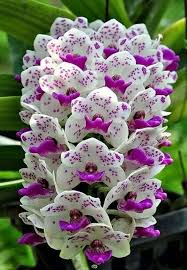 Fiori spesso nei vasi sui davanzali; Orchidea A Grappolo Fiori Esotici Fiori Orchidea Orchidea