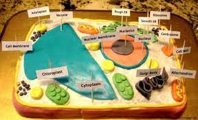 Check out our plant cell project selection for the very best in unique or custom, handmade pieces from our shops. 20 Plant Cell Model Ideas Your Students Find Them Interesting Cells Project Plant Cell Project Cell Model Project