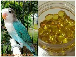 Kelebihan minyak ikan dapat menganggu tekanan darah dan bahkan menyebabkan pendarahan tubuh. Manfaat Minyak Ikan Untuk Kesehatan Lovebird On Kicau