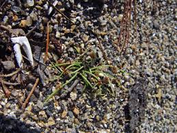 Image result for Lipocarpha