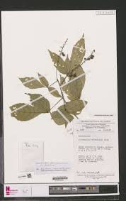 Image result for Allophylus ferrugineus