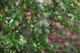 Image result for Balanites aegyptiaca