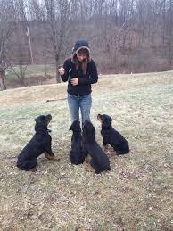 There are many ways to prevent your furry friend from chewing up. Rottweiler Puppies Pittsburgh Dog Training