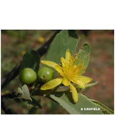 Image result for Grewia flava