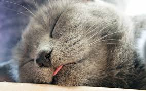 (no, it's not because our mischievous felines are going through their rebellious adolescent phase.) amy shojai, an animal behavior consultant, explained to inverse magazine that a cat will blep when it's curious. Why Do Cats Stick Their Tongue Out A Complete Guide Cats Grey Cats Cat Love