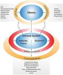 Many of these same factors are contributing to the higher level of obesity in some racial and ethnic minority groups. Frontiers The Impact Of Obesity And Lifestyle On The Immune System And Susceptibility To Infections Such As Covid 19 Nutrition