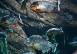 Red Piranha Georgia Aquarium