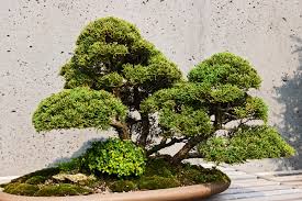 Bonsai trees are a great way to create original works of art, whether on display or a. Bonsai Tree Stolen In Japan Owners Hope 400 Year Old Tree Is Watered
