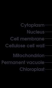 Check spelling or type a new query. Easy Way To Draw Plant Cell Brainly In