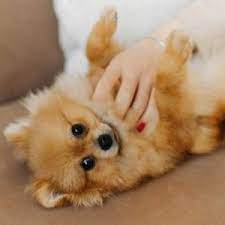 Pups can be hand delivered to your local airport via pet nanny who will accompany the puppy in the main cabin of the airplane and meet similar breeds available for sale/adoption. 8 Best Pomeranian Breeders In North Carolina 2021 We Love Doodles