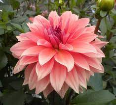 Pin On Floral Love