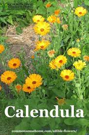 Edible Flowers List With Edible Flower Names And Pictures List Of Edible Flowers Edible Flowers List Of Flowers