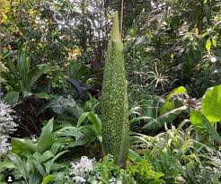 Please fill out the form for direct inquiries to the new york botanical garden. Bloedel Conservatory S Corpse Flower Ready To Spread Its Leaves And Stench Peace Arch News
