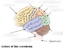 Biopsychology (also known as physiological psychology, behavioral neuroscience or specifically, biopsychology is the application of the principles of biology (in particular neurobiology), to the study. Biopsychology Brain Diagram Diagram Quizlet