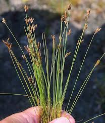 Image result for Bulbostylis hispidula