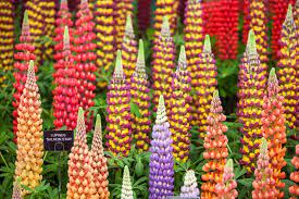 Getting The Best From Your Lupins Virtual Rhs Chelsea Flower Show Rhs Gardening In 2020 Chelsea Flower Show Chelsea Flower Flower Show