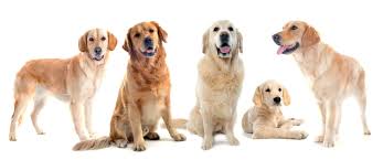 Nine golden retriever puppies born aug thirteen. You Need To See These 4 Dazzling Golden Retriever Colors K9 Web