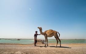 Although the humps do not store water, camels are still incredibly efficient in the amount of water they use per day, which is why they are able to go nearly a week without drinking. Kachchh Camel Herders Lockdown Last Straw