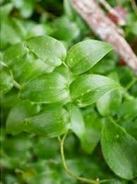 Image result for Asparagus asparagoides