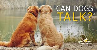 Watch how to sign 'how' in american sign language. Can Dogs Talk To Each Other Canine Country