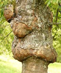 Proper balanced nutrition is important in all crops; Canker On Tree Bark And Trunk How To Prevent The Disease Treat It