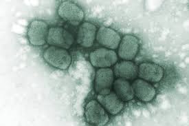 L'ultimo caso conosciuto di vaiolo nel mondo è stato diagnosticato nel 1977 in somalia. Vaiolo Quale Destino Per Il Virus Focus It