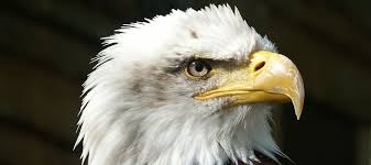 If you look outside on almost any day of the year, you'll likely see a variety of birds in your backyard. Raptor Trivia