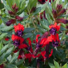 Falling leaves are possible as a result of the action of a draft. Buy Bat Faced Cuphea Cuphea Torpedo Delivery By Waitrose Garden