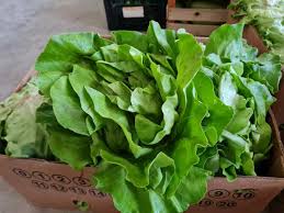 POLJOPRIVREDNA ZADRUGA AGRONOVA : DOMAĆI POLJOPRIVREDNI PROIZVODNI U  DISTRIBUTIVNOM CENTRU