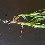 Image result for Dinebra retroflexa